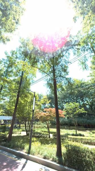 tree photo