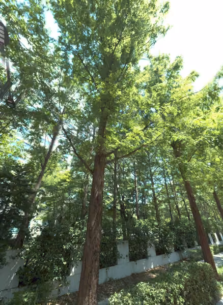 tree photo