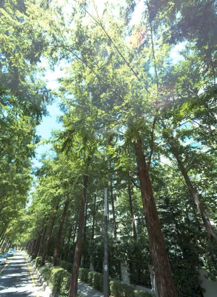 tree photo