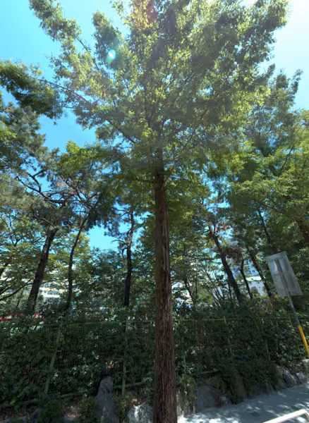 tree photo