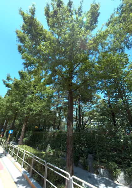 tree photo