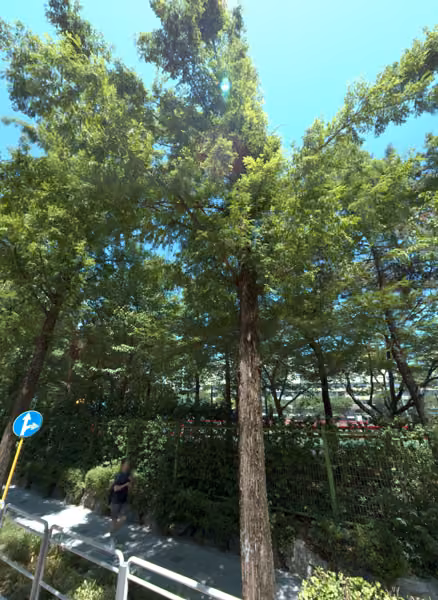 tree photo