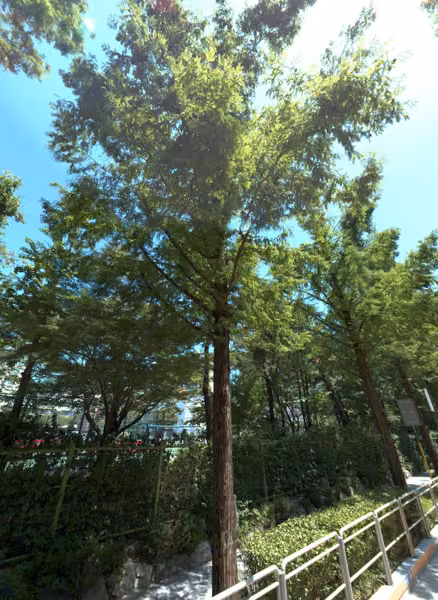tree photo