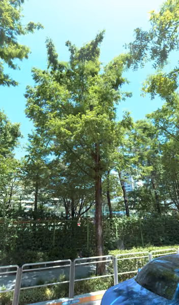 tree photo
