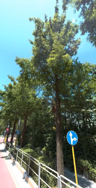 tree photo