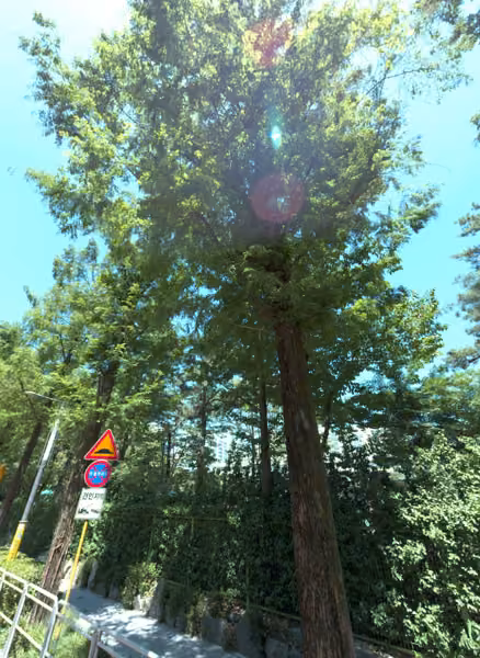 tree photo