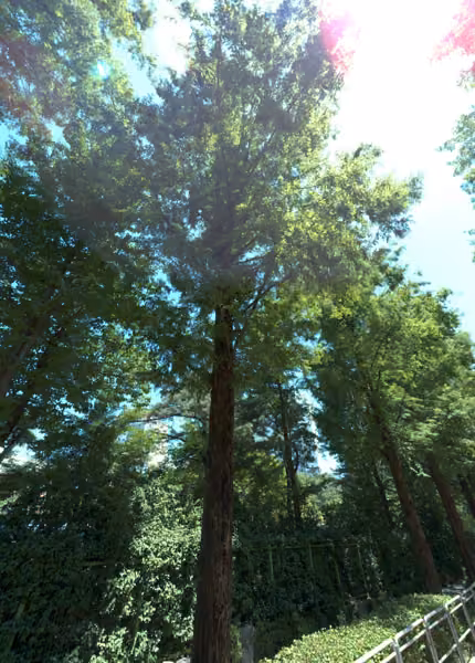 tree photo