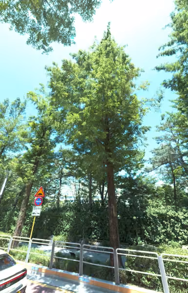 tree photo