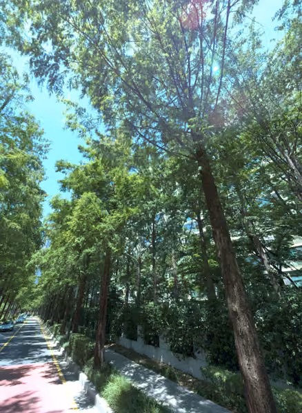 tree photo