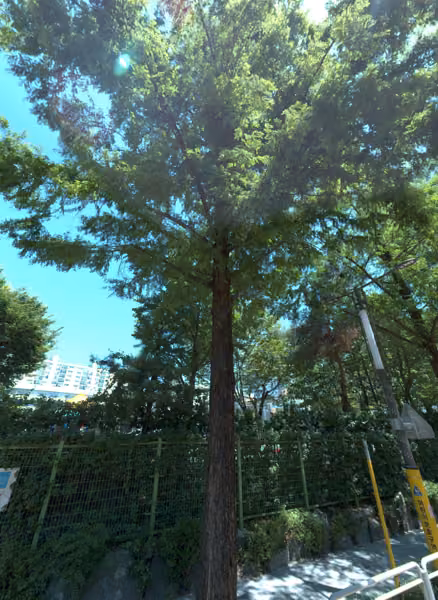 tree photo