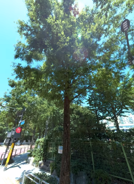tree photo