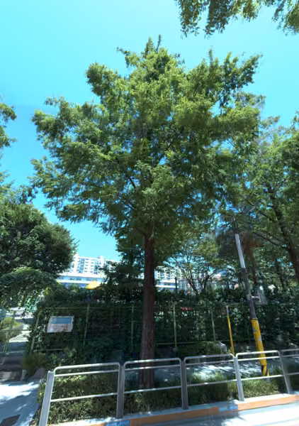 tree photo