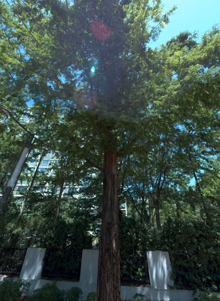 tree photo