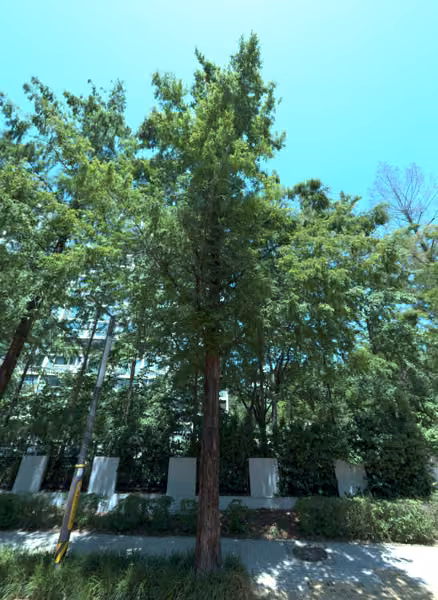 tree photo