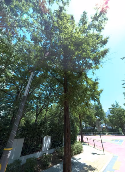 tree photo