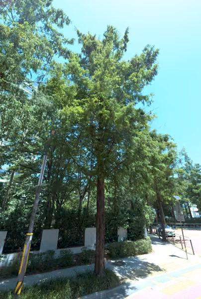 tree photo