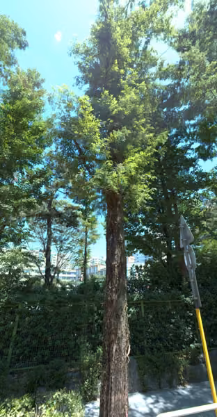 tree photo