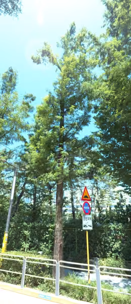 tree photo