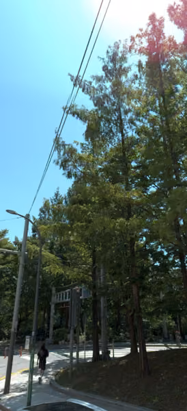 tree photo