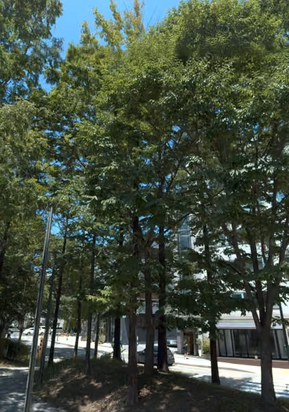 tree photo
