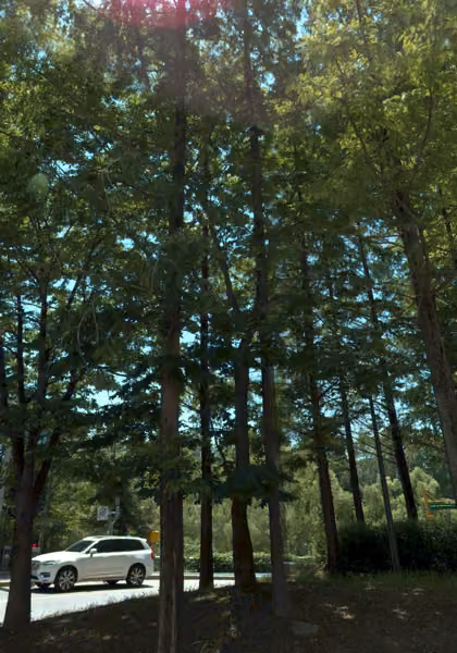 tree photo