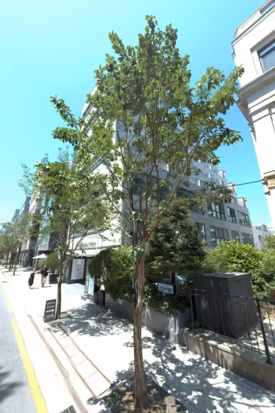 tree photo