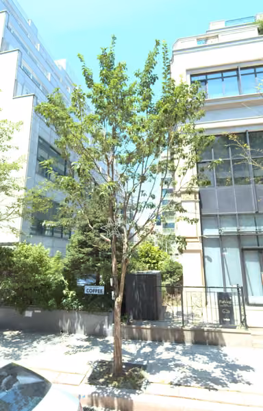 tree photo