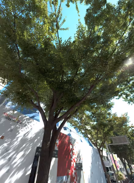 tree photo