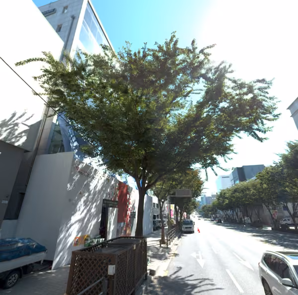 tree photo