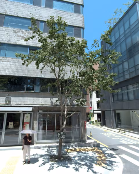 tree photo