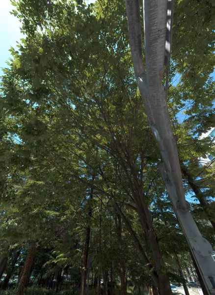 tree photo