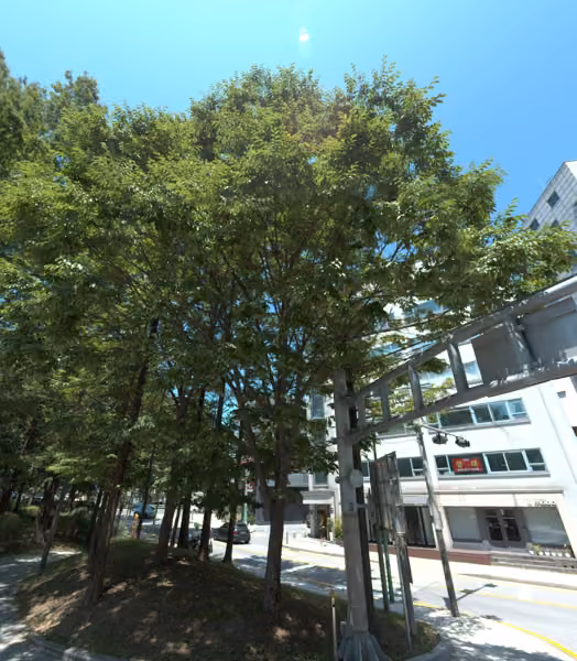 tree photo