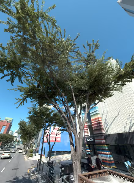 tree photo
