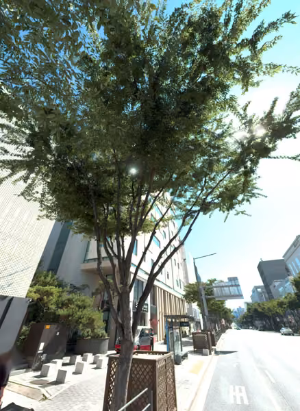 tree photo