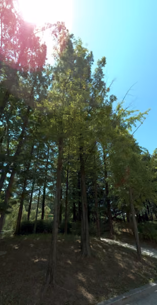 tree photo