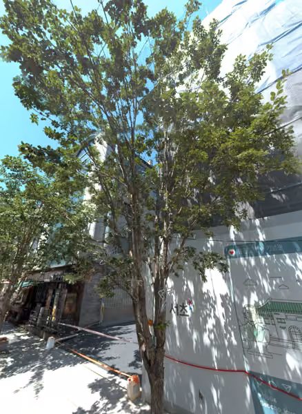 tree photo