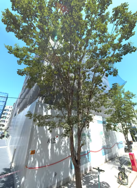 tree photo