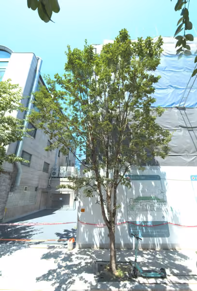 tree photo