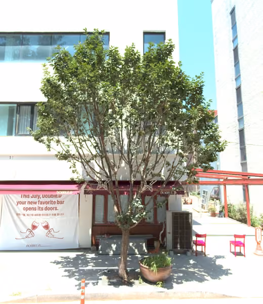 tree photo