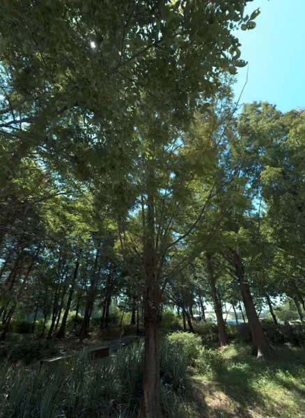 tree photo