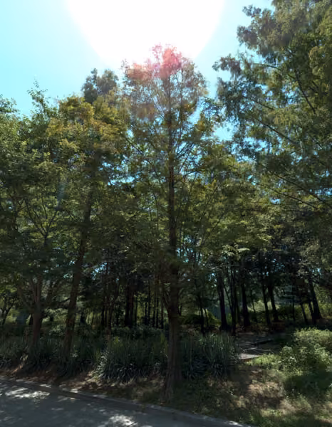tree photo