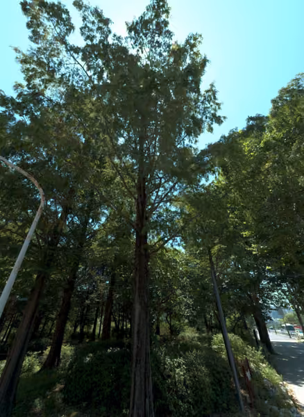 tree photo