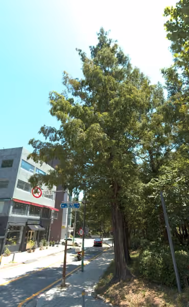 tree photo