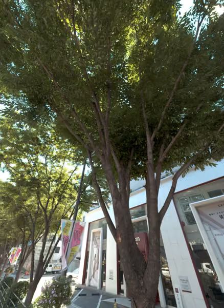 tree photo