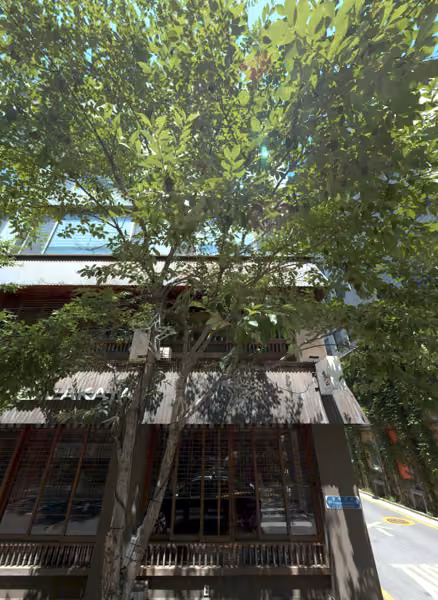 tree photo