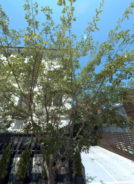 tree photo