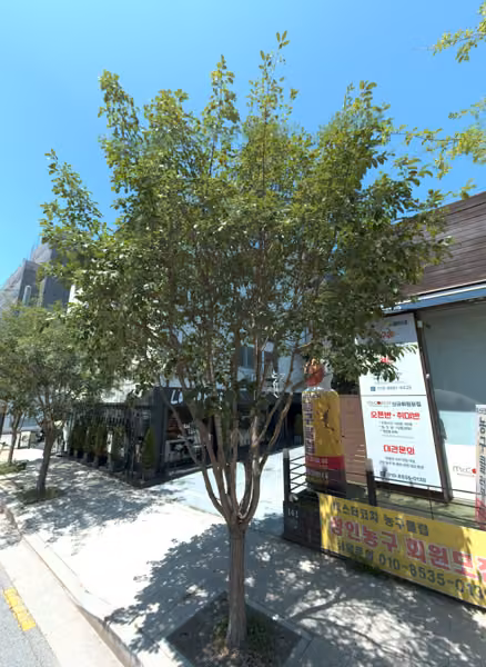 tree photo