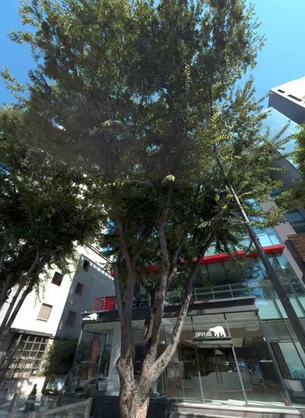 tree photo
