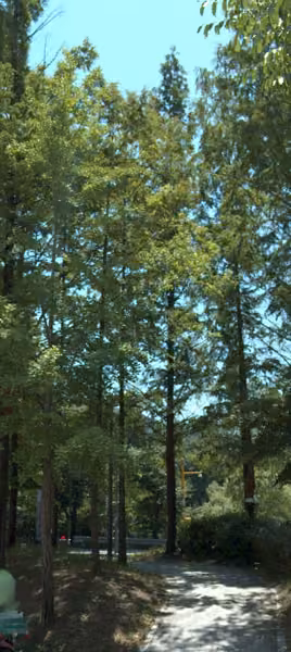 tree photo