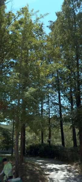 tree photo